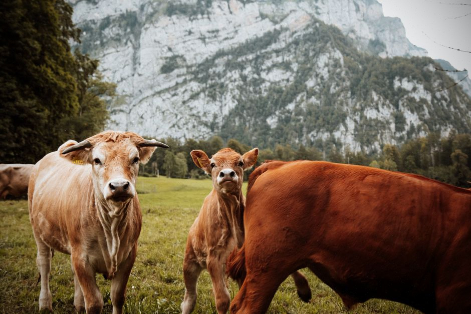 Éleveur consultant des données IA dans une ferme laitière moderne
